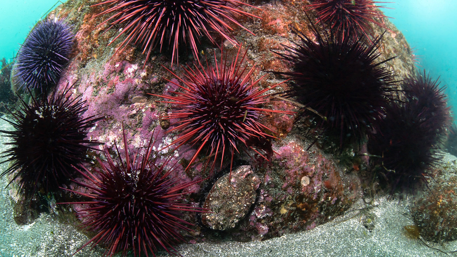 Purple sea urchins on a rocky reef along the Southern Oregon Coast
