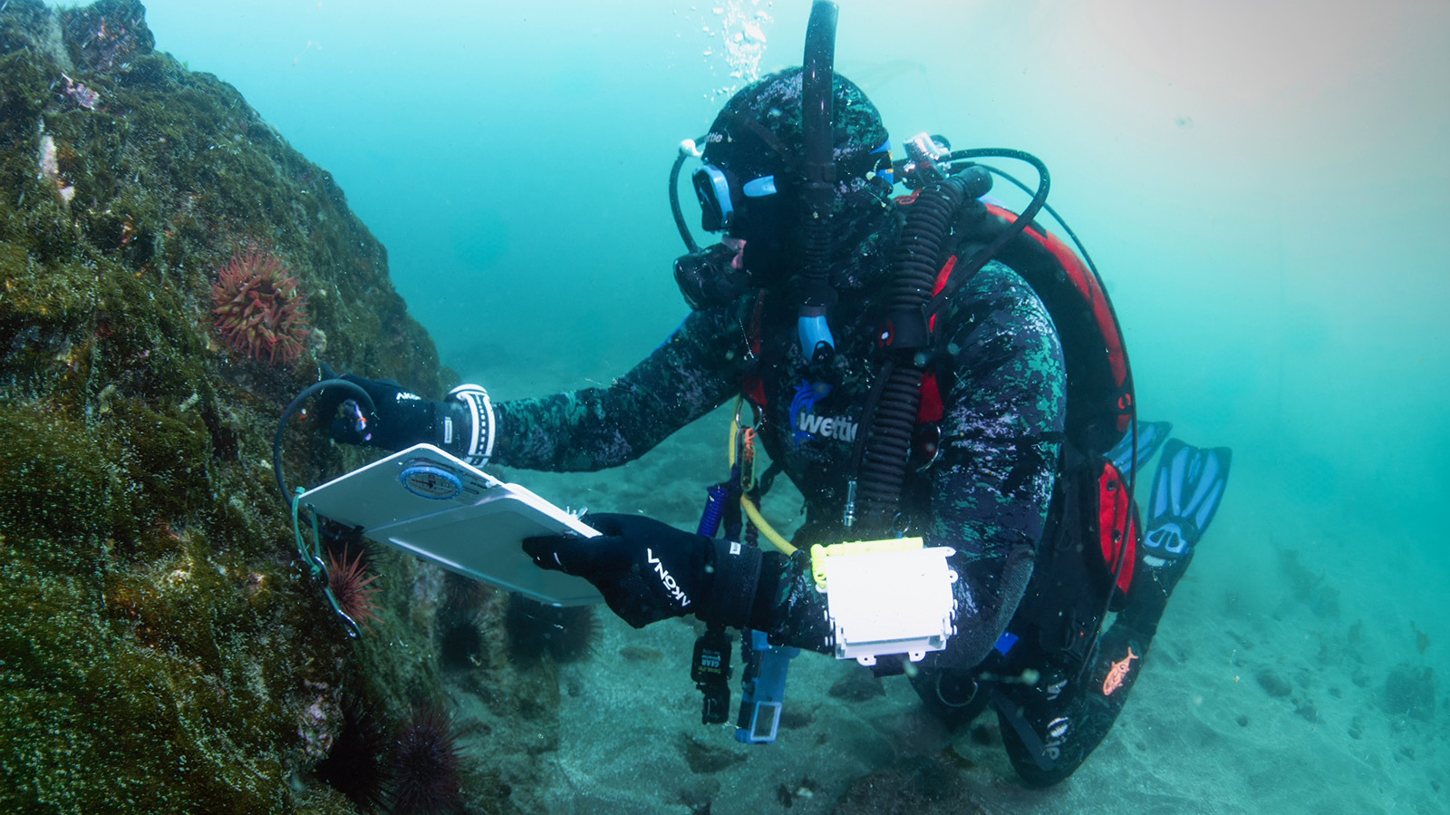 Reef Check diver conducting an underwater survey on the Southern Oregon Coast